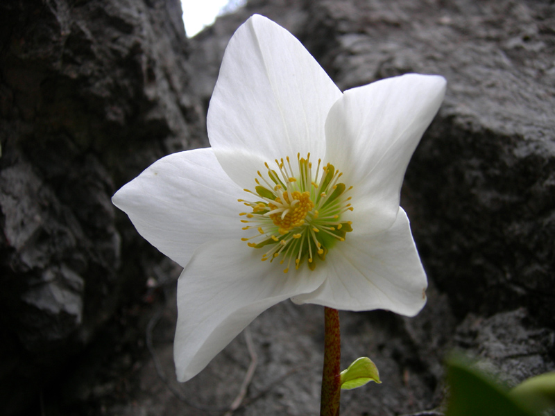 Helleborus niger / Rosa di Natale